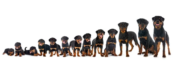 Pups Rottweiler Drie Weken Tot Zeven Maanden Voor Witte Achtergrond — Stockfoto