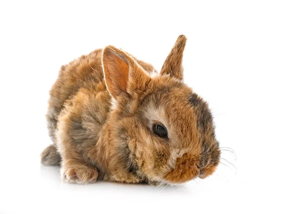 Rex Kaninchen Vor Weißem Hintergrund — Stockfoto