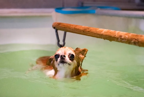 Chihuahua Und Umerziehung Für Hydrotherapie Schwimmbad — Stockfoto