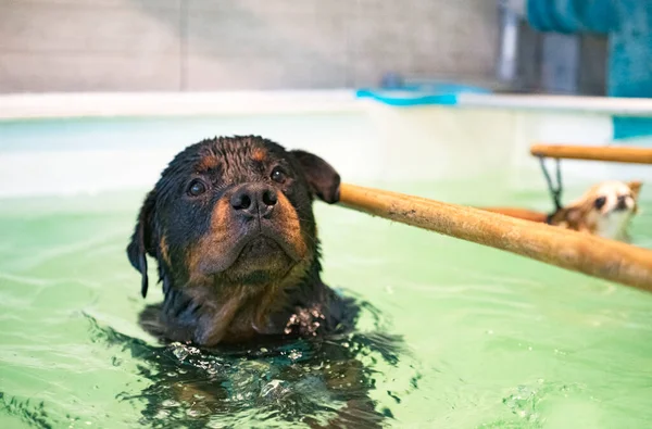 Jovem Rottweiler Reeducação Para Hidroterapia Piscina — Fotografia de Stock