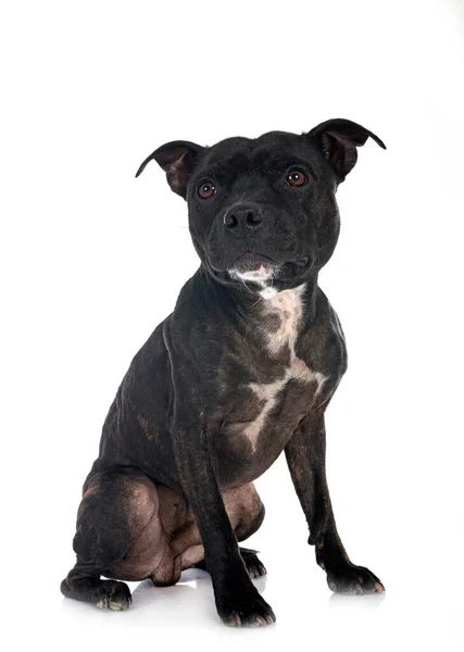 Staffordshire Bull Terrier Przed Białym Tle — Zdjęcie stockowe