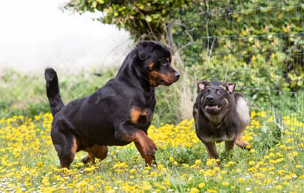 Szczeniak Niemiecki Pasterz Rottweiler Działa Przyrodzie — Zdjęcie stockowe