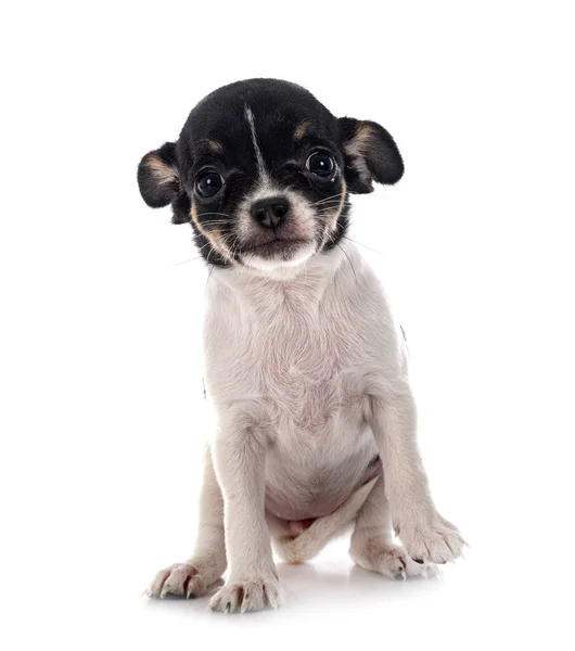 Kleine Chihuahua Voor Witte Achtergrond — Stockfoto