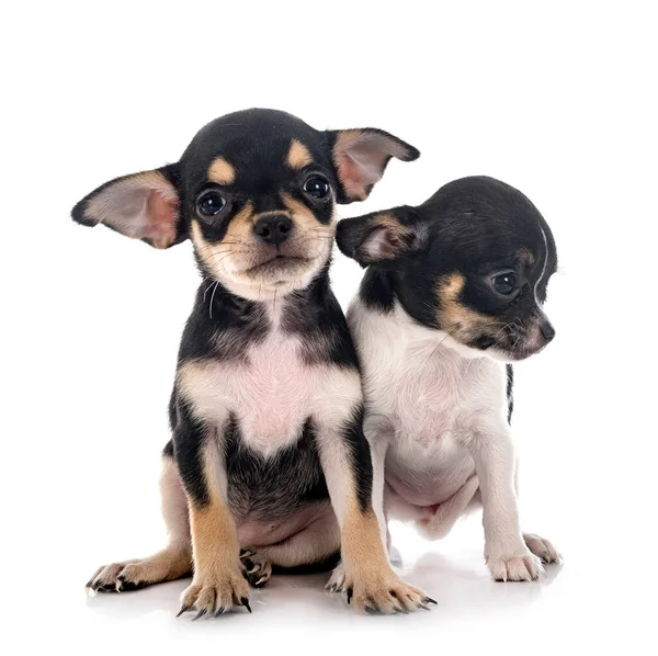 Λίγο Chihuahuas Μπροστά Από Λευκό Φόντο — Φωτογραφία Αρχείου