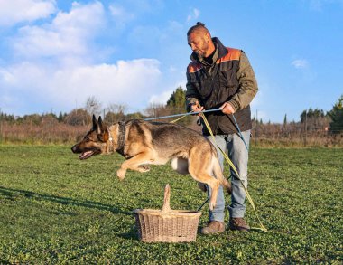 Gri Alman çoban köpeği yazın doğada antrenman yapıyor.