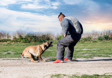 Genç Belçikalı çoban köpeği doğada güvenlik eğitimi alıyor.