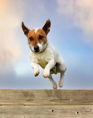 İtaat disiplini için çitin üzerinde bir Jack Russell Teriyeri eğitimi.