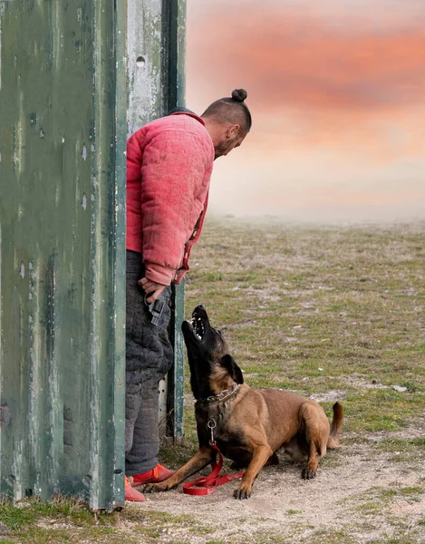 年轻的比利时牧羊人在自然安全方面的训练 — 图库照片