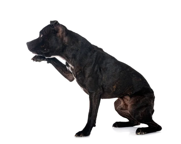 Staffordshire Bull Terrier Woman Front White Background — Stock Photo, Image