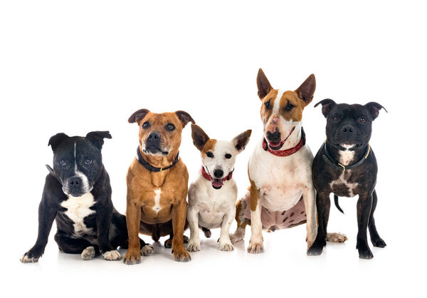 five dogs in front of white background