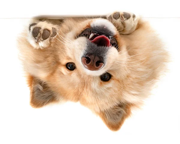 Lapphund Finlandés Frente Fondo Blanco — Foto de Stock