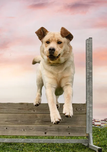 Entrenamiento Para Labrador Recuperador Una Valla Para Disciplina Obediencia — Foto de Stock