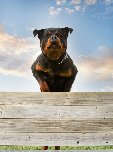 Entraînement Pour Rottweiler Sur Une Clôture Pour Discipline Obéissance — Photo