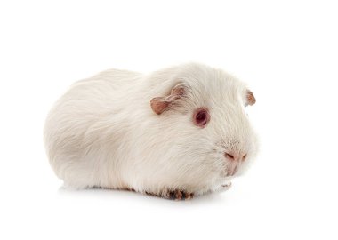 kobay beyaz arka plan önünde