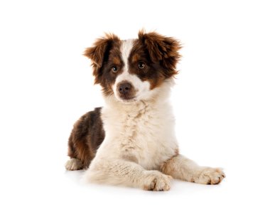 Beyaz arkaplan önünde minyatür Amerikan çoban köpeği