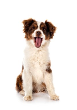 Beyaz arkaplan önünde minyatür Amerikan çoban köpeği