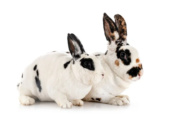 Conejos Rex Delante Fondo Blanco — Foto de Stock