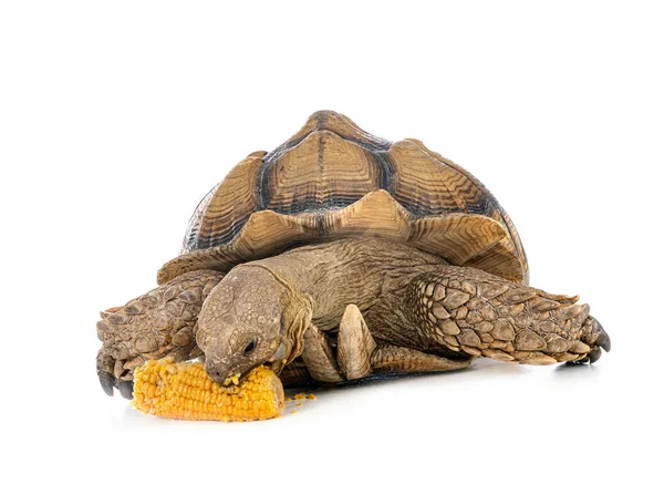 Afrikanische Schildkröte Vor Weißem Hintergrund — Stockfoto