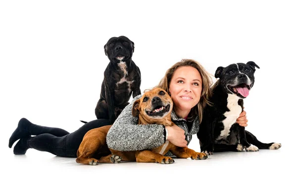 Staffordshire Terriers Toro Mujer Frente Fondo Blanco — Foto de Stock