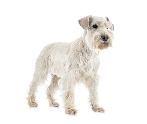 Fehér Miniatűr Schnauzer Előtt Fehér Háttér — Stock Fotó