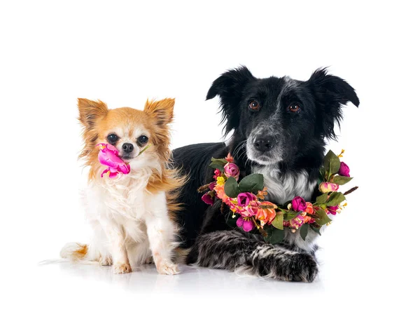 Border Collie Chihuahua Voor Witte Achtergrond — Stockfoto