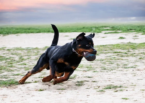 Jonge Rottweiler Opleiding Aard Van Veiligheid Vangen — Stockfoto