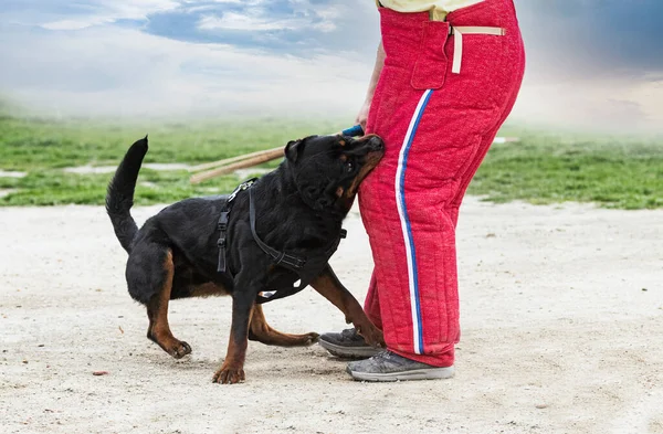 Giovane Formazione Rottweiler Protezione Dello Sport Della Polizia — Foto Stock