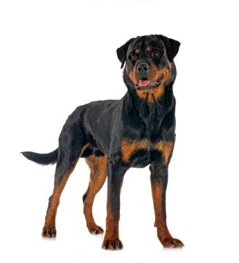 Beyaz arkaplan önünde safkan rottweiler