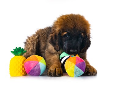 Genç Leonberger beyaz arkaplanın önünde