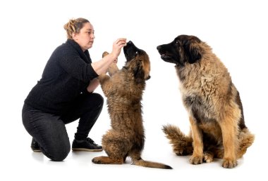 Genç Leonbergerlar ve beyaz arka plandaki kadın