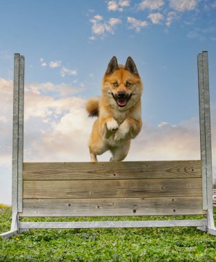 İtaat disiplini için çitin üstünde pomsky eğitimi.