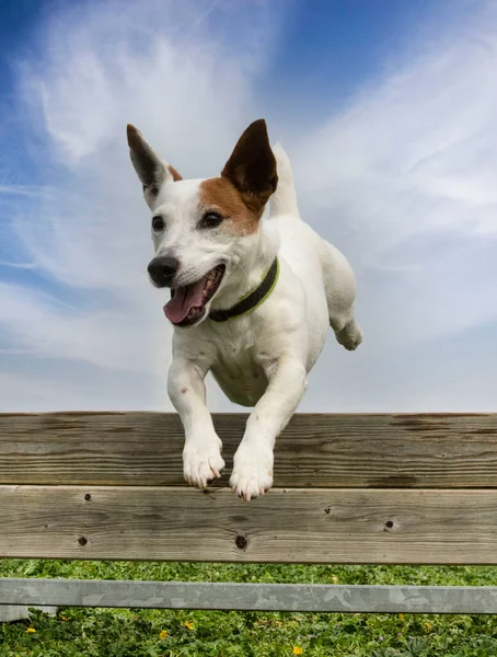 Εκπαίδευση Για Ένα Jack Russel Terrier Φράχτη Για Πειθαρχία Υπακοής — Φωτογραφία Αρχείου