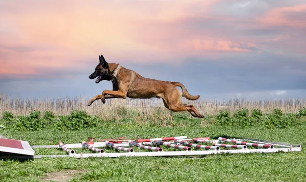 Ung Belgisk Herde Utbildning Naturen För Säkerhet — Stockfoto