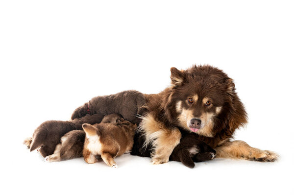young Finnish Lapphund in front of white background