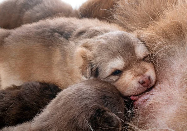 Młody Fiński Lapphund Przed Białym Tle — Zdjęcie stockowe