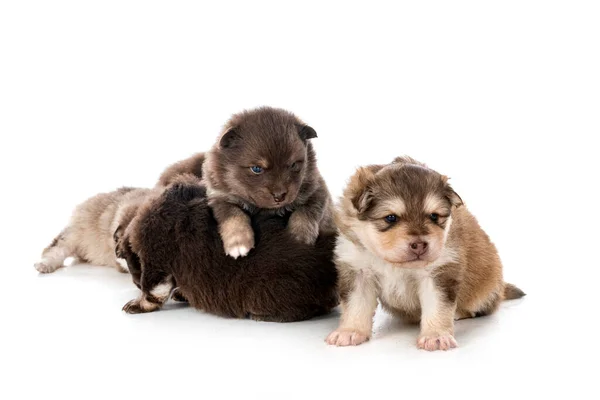 Jovem Finlandês Lapphunds Frente Fundo Branco — Fotografia de Stock