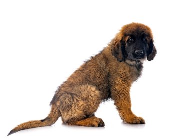Genç Leonberger beyaz arkaplanın önünde