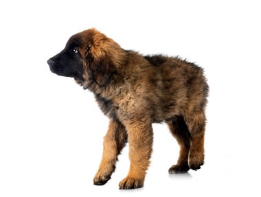 Genç Leonberger beyaz arkaplanın önünde
