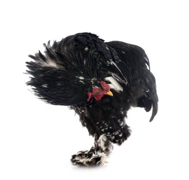 Beyaz arka planda Brahma tavuğu