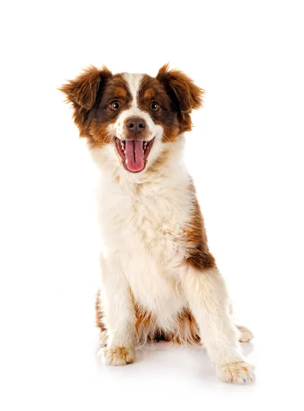 Miniature American Shepherd Μπροστά Από Λευκό Φόντο — Φωτογραφία Αρχείου