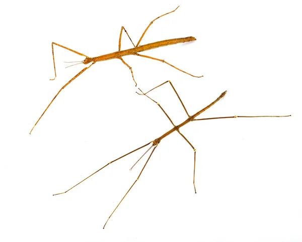 Stick Insect Medauroidea Extradentata Front White Background — Stock Photo, Image