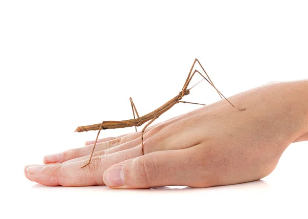 Stick Insect Medauroidea Extradentata Front White Background — Stock Photo, Image