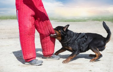 Genç Rottweiler koruma sporu ve polis eğitimi alıyor.
