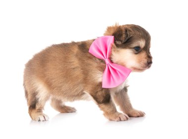 Genç Fin Lapphund beyaz arkaplan önünde