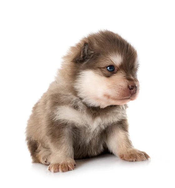 Mladý Finský Lapphund Přední Části Bílého Pozadí — Stock fotografie