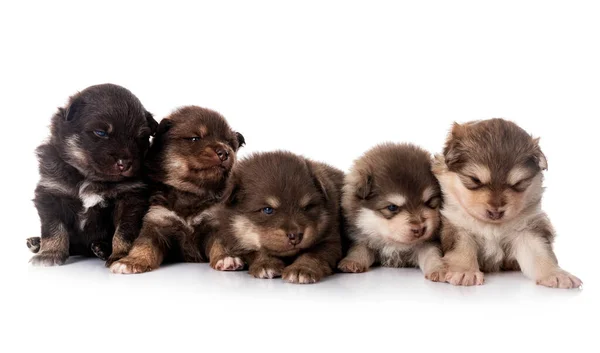 Jovem Finlandês Lapphunds Frente Fundo Branco — Fotografia de Stock