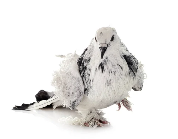 Frillback Pigeon Студии — стоковое фото