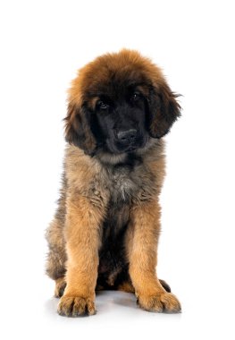 Genç Leonberger beyaz arkaplanın önünde