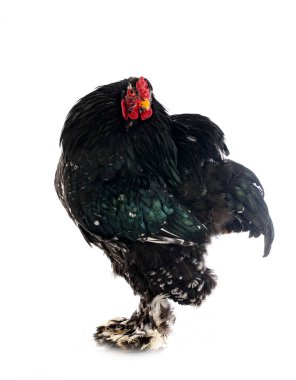 Beyaz arka planda Brahma tavuğu