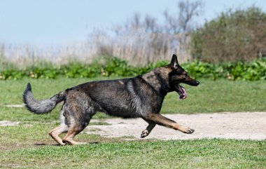 Gri Alman çoban köpeği güvenlik ve koruma eğitimi alıyor. 